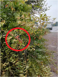 1電氣事故引發(fā)加州山火，據(jù)說這個(gè)裝置可以避免事故發(fā)生！